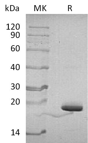 BL-1542NP: Greater than 95% as determined by reducing SDS-PAGE. (QC verified)