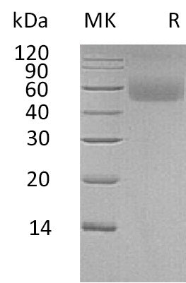 BL-0769NP: Greater than 95% as determined by reducing SDS-PAGE. (QC verified)