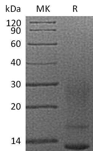 BL-1669NP: Greater than 95% as determined by reducing SDS-PAGE. (QC verified)Recombinant Human IL-13 Protein (C-6His)
