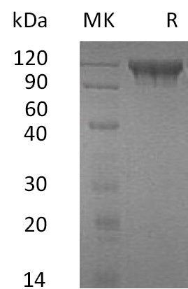 BL-0765NP: Greater than 95% as determined by reducing SDS-PAGE. (QC verified)Recombinant Human SEMA4D Protein (C-6His)