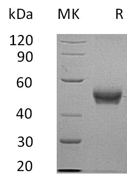 BL-1447NP: Greater than 90% as determined by reducing SDS-PAGE. (QC verified)Recombinant Human B4GALT3 Protein (C-6His)