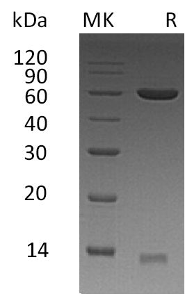 BL-1448NP: Greater than 85% as determined by reducing SDS-PAGE. (QC verified)Recombinant Human PDIA3 Protein (C-6His)