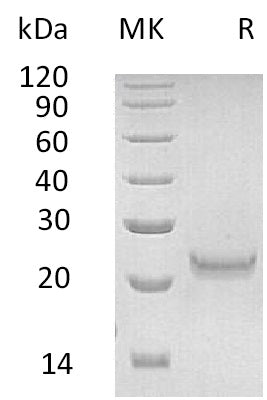 BL-0770NP: Greater than 95% as determined by reducing SDS-PAGE. (QC verified)Recombinant Human IFNW1 Protein (C-6His)