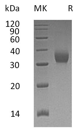 BL-0771NP: Greater than 95% as determined by reducing SDS-PAGE. (QC verified)Recombinant Human CEACAM21 Protein (C-6His)