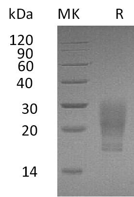 BL-1668NP: Greater than 95% as determined by reducing SDS-PAGE. (QC verified)Recombinant Human GM-CSF Protein (C-6His)