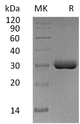 BL-0773NP: Greater than 95% as determined by reducing SDS-PAGE. (QC verified)