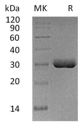 BL-0773NP: Greater than 95% as determined by reducing SDS-PAGE. (QC verified)Recombinant Human BTN3A2 Protein (C-6His)