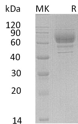 BL-0768NP: Greater than 90% as determined by reducing SDS-PAGE. (QC verified)Recombinant Human LILRA3 Protein (C-6His)