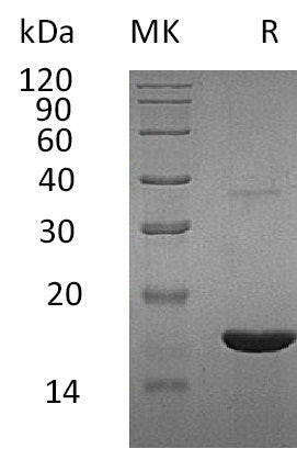 BL-0763NP: Greater than 95% as determined by reducing SDS-PAGE. (QC verified)Recombinant Human REG3G Protein (C-6His)