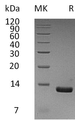 BL-0776NP: Greater than 95% as determined by reducing SDS-PAGE. (QC verified)Recombinant Human CCL8 Protein (C-6His)