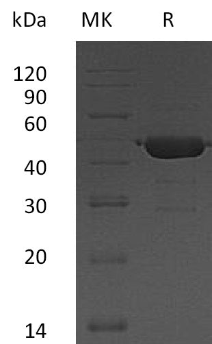 BL-0267NP: Greater than 95% as determined by reducing SDS-PAGE. (QC verified)