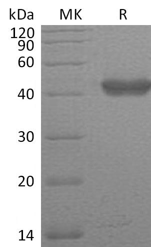 BL-1461NP: Greater than 95% as determined by reducing SDS-PAGE. (QC verified)