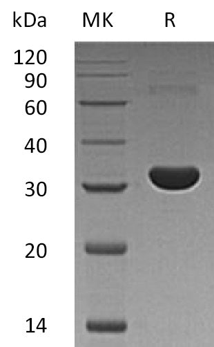 BL-1462NP: Greater than 95% as determined by reducing SDS-PAGE. (QC verified)