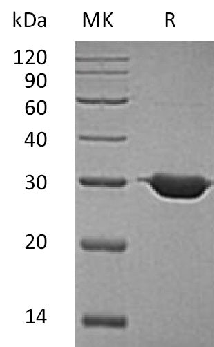 BL-1463NP: Greater than 95% as determined by reducing SDS-PAGE. (QC verified)Recombinant Human BDH2 Protein (N-6His)