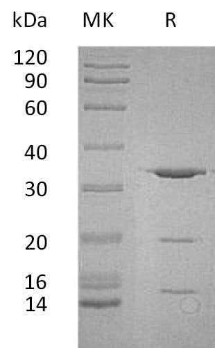 BL-1465NP: Greater than 90% as determined by reducing SDS-PAGE. (QC verified)