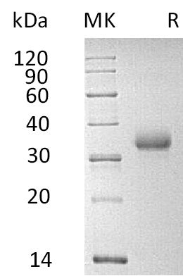 BL-0778NP: Greater than 95% as determined by reducing SDS-PAGE. (QC verified)Recombinant Human CD2 Protein (C-6His)
