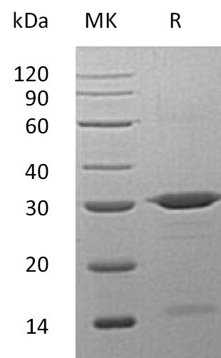 BL-1464NP: Greater than 95% as determined by reducing SDS-PAGE. (QC verified)