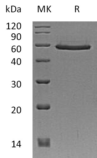 BL-1854NP: Greater than 85% as determined by reducing SDS-PAGE. (QC verified)