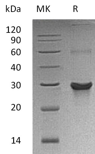 BL-2052NP: Greater than 95% as determined by reducing SDS-PAGE. (QC verified)
