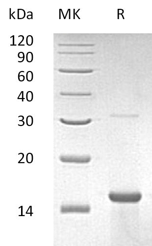 BL-1474NP: Greater than 95% as determined by reducing SDS-PAGE. (QC verified)