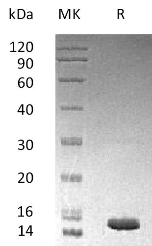 BL-2679NP: Greater than 95% as determined by reducing SDS-PAGE. (QC verified)Recombinant Human Mp1 Protein (N-6His)