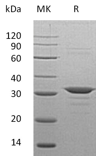 BL-1466NP: Greater than 95% as determined by reducing SDS-PAGE. (QC verified)