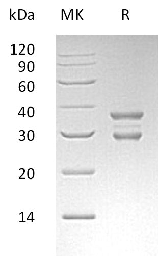 BL-0268NP: Greater than 95% as determined by reducing SDS-PAGE. (QC verified)