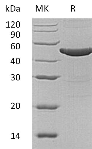 BL-1470NP: Greater than 95% as determined by reducing SDS-PAGE. (QC verified)Recombinant Human ASS1 Protein (N-6His)