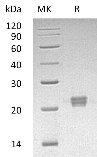 BL-1472NP: Greater than 95% as determined by reducing SDS-PAGE. (QC verified)
