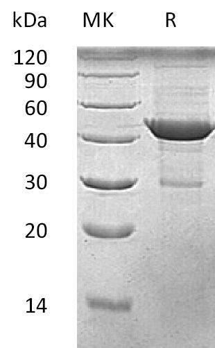 BL-1467NP: Greater than 90% as determined by reducing SDS-PAGE. (QC verified)