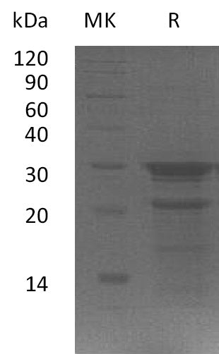 BL-1475NP: Greater than 80% as determined by reducing SDS-PAGE. (QC verified)