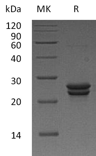 BL-1468NP: Greater than 95% as determined by reducing SDS-PAGE. (QC verified)Recombinant Human CDO1 Protein (N-6His)