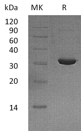 BL-1473NP: Greater than 95% as determined by reducing SDS-PAGE. (QC verified)