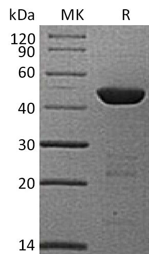 BL-1482NP: Greater than 95% as determined by reducing SDS-PAGE. (QC verified)