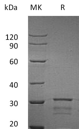 BL-1481NP: Greater than 95% as determined by reducing SDS-PAGE. (QC verified)