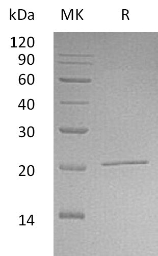 BL-0823NP: Greater than 95% as determined by reducing SDS-PAGE. (QC verified)