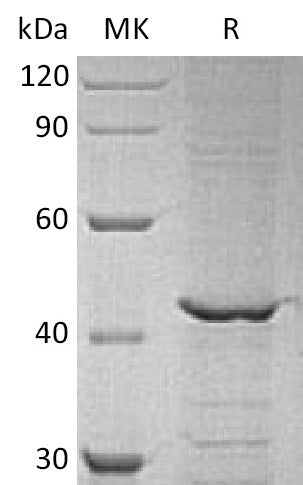 BL-1478NP: Greater than 85% as determined by reducing SDS-PAGE. (QC verified)