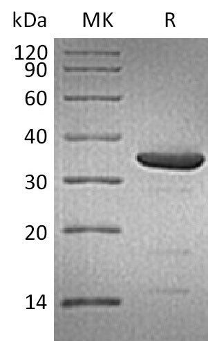 BL-1487NP: Greater than 95% as determined by reducing SDS-PAGE. (QC verified)