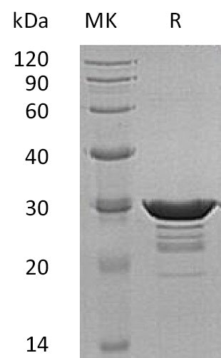 BL-0830NP: Greater than 95% as determined by reducing SDS-PAGE. (QC verified)