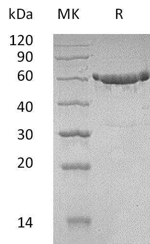 BL-1485NP: Greater than 90% as determined by reducing SDS-PAGE. (QC verified)