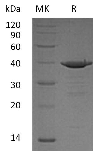 BL-1486NP: Greater than 95% as determined by reducing SDS-PAGE. (QC verified)