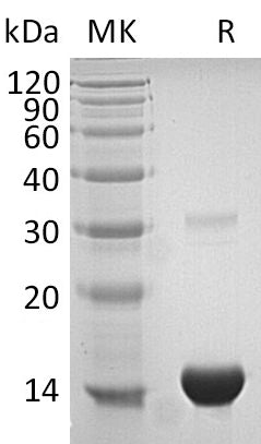 BL-0288NP: Greater than 95% as determined by reducing SDS-PAGE. (QC verified)