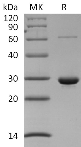 BL-1488NP: Greater than 95% as determined by reducing SDS-PAGE. (QC verified)