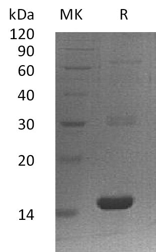BL-1490NP: Greater than 95% as determined by reducing SDS-PAGE. (QC verified)