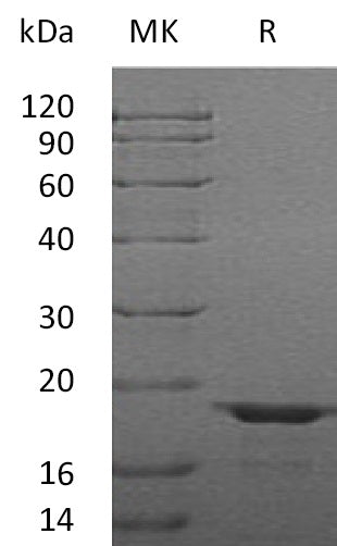 BL-1493NP: Greater than 95% as determined by reducing SDS-PAGE. (QC verified)