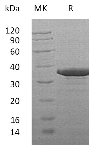 BL-1497NP: Greater than 85% as determined by reducing SDS-PAGE. (QC verified)