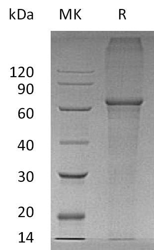 BL-1496NP: Greater than 95% as determined by reducing SDS-PAGE. (QC verified)