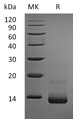 BL-0835NP: Greater than 95% as determined by reducing SDS-PAGE. (QC verified)