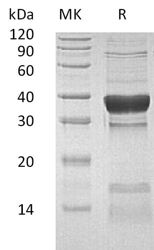 BL-1489NP: Greater than 85% as determined by reducing SDS-PAGE. (QC verified)