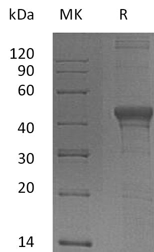BL-1495NP: Greater than 85% as determined by reducing SDS-PAGE. (QC verified)